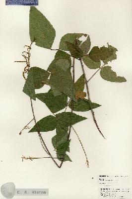URN_catalog_HBHinton_herbarium_24812.jpg.jpg