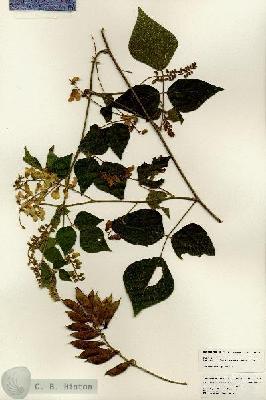 URN_catalog_HBHinton_herbarium_24836.jpg.jpg