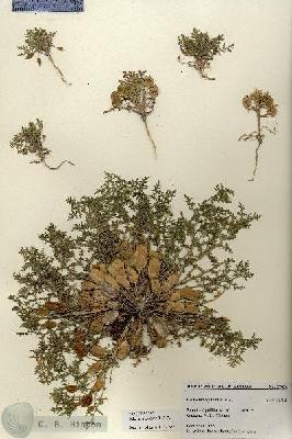 URN_catalog_HBHinton_herbarium_27036.jpg.jpg