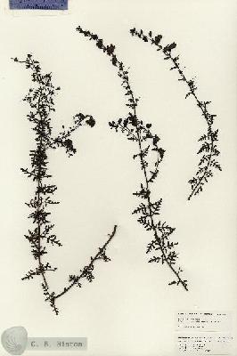 URN_catalog_HBHinton_herbarium_24815.jpg.jpg