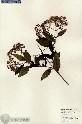 URN_catalog_HBHinton_herbarium_24822.jpg.jpg