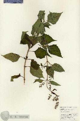 URN_catalog_HBHinton_herbarium_24840.jpg.jpg