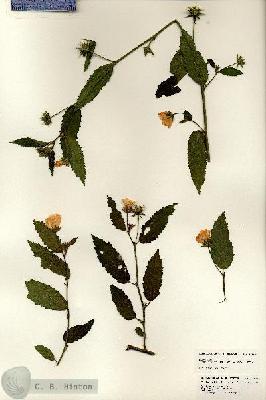 URN_catalog_HBHinton_herbarium_24825.jpg.jpg