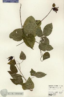 URN_catalog_HBHinton_herbarium_24826.jpg.jpg