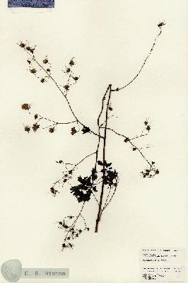URN_catalog_HBHinton_herbarium_24827.jpg.jpg