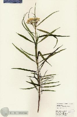 URN_catalog_HBHinton_herbarium_24846.jpg.jpg