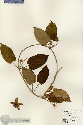 URN_catalog_HBHinton_herbarium_24851.jpg.jpg