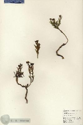 URN_catalog_HBHinton_herbarium_24854.jpg.jpg