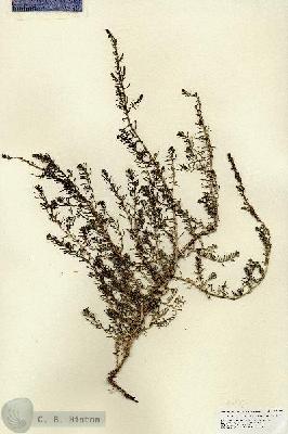 URN_catalog_HBHinton_herbarium_27053.jpg.jpg