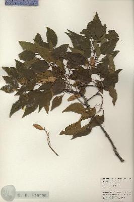 URN_catalog_HBHinton_herbarium_24978.jpg.jpg