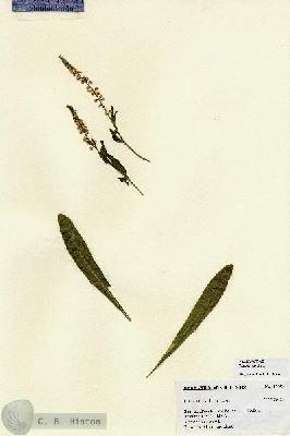 URN_catalog_HBHinton_herbarium_27054.jpg.jpg