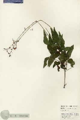 URN_catalog_HBHinton_herbarium_24890.jpg.jpg
