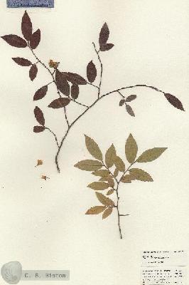URN_catalog_HBHinton_herbarium_24891.jpg.jpg