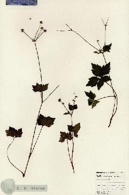 URN_catalog_HBHinton_herbarium_24894.jpg.jpg