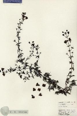 URN_catalog_HBHinton_herbarium_24900.jpg.jpg