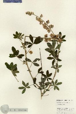 URN_catalog_HBHinton_herbarium_24910.jpg.jpg