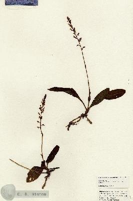 URN_catalog_HBHinton_herbarium_24913.jpg.jpg