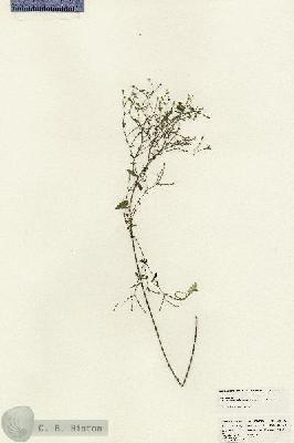 URN_catalog_HBHinton_herbarium_24915.jpg.jpg