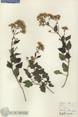URN_catalog_HBHinton_herbarium_24956.jpg.jpg