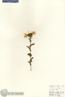 URN_catalog_HBHinton_herbarium_24957.jpg.jpg