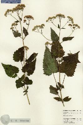 URN_catalog_HBHinton_herbarium_25036.jpg.jpg