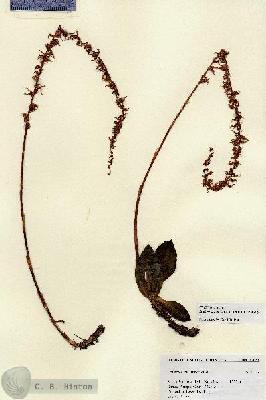 URN_catalog_HBHinton_herbarium_27086.jpg.jpg