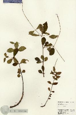 URN_catalog_HBHinton_herbarium_25040.jpg.jpg