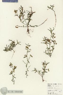 URN_catalog_HBHinton_herbarium_25049.jpg.jpg