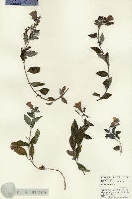URN_catalog_HBHinton_herbarium_25043.jpg.jpg