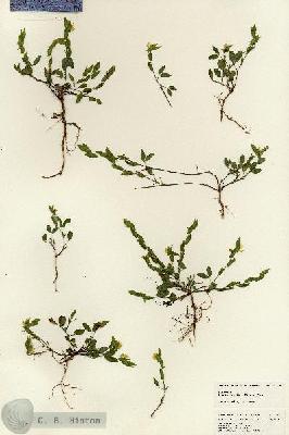 URN_catalog_HBHinton_herbarium_25050.jpg.jpg