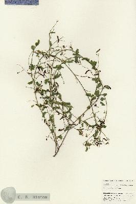 URN_catalog_HBHinton_herbarium_25051.jpg.jpg