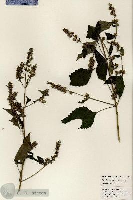 URN_catalog_HBHinton_herbarium_25011.jpg.jpg