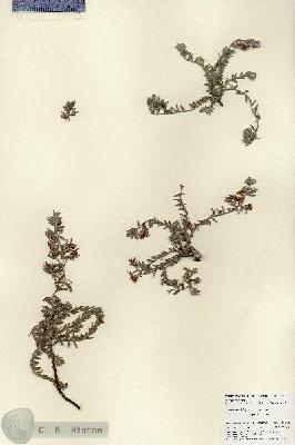 URN_catalog_HBHinton_herbarium_27094.jpg.jpg