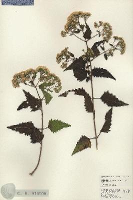 URN_catalog_HBHinton_herbarium_25020.jpg.jpg