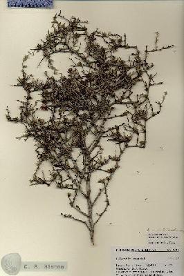 URN_catalog_HBHinton_herbarium_27104.jpg.jpg