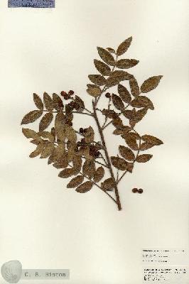 URN_catalog_HBHinton_herbarium_25096.jpg.jpg