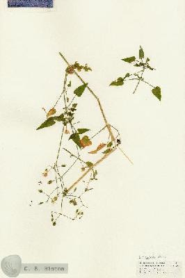 URN_catalog_HBHinton_herbarium_25081.jpg.jpg