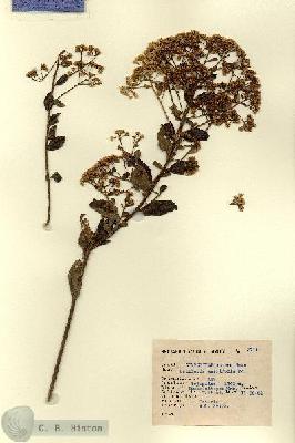 URN_catalog_HBHinton_herbarium_2711.jpg.jpg