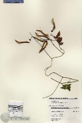 URN_catalog_HBHinton_herbarium_25108.jpg.jpg
