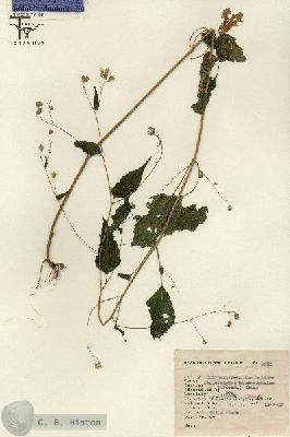 URN_catalog_HBHinton_herbarium_2511.jpg.jpg