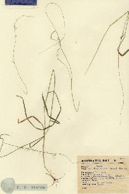 URN_catalog_HBHinton_herbarium_2512.jpg.jpg
