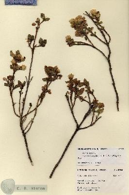 URN_catalog_HBHinton_herbarium_27535.jpg.jpg