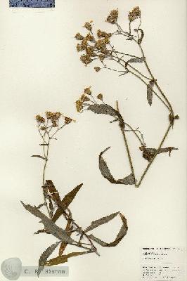 URN_catalog_HBHinton_herbarium_25068.jpg.jpg