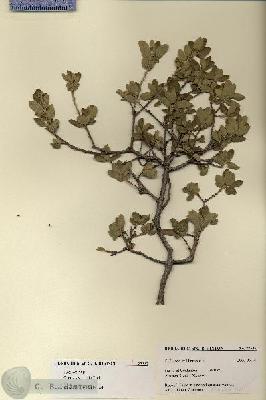 URN_catalog_HBHinton_herbarium_27537.jpg.jpg