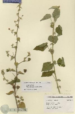 URN_catalog_HBHinton_herbarium_27516.jpg.jpg