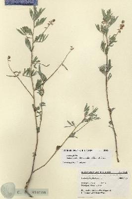URN_catalog_HBHinton_herbarium_27520.jpg.jpg