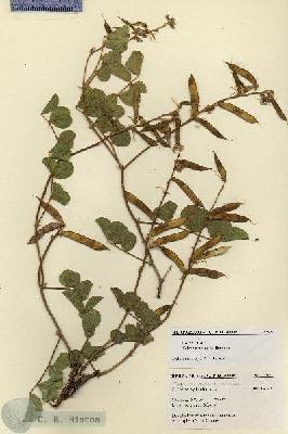 URN_catalog_HBHinton_herbarium_27521.jpg.jpg