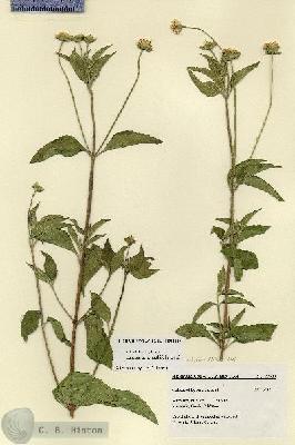 URN_catalog_HBHinton_herbarium_27523.jpg.jpg