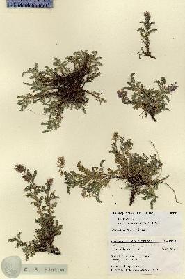 URN_catalog_HBHinton_herbarium_27541.jpg.jpg