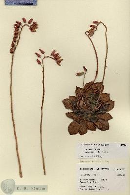 URN_catalog_HBHinton_herbarium_27529.jpg.jpg